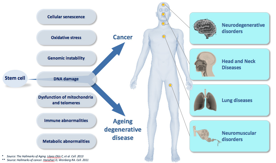 Why cancer and ageing ? | FHU ONCOAGE